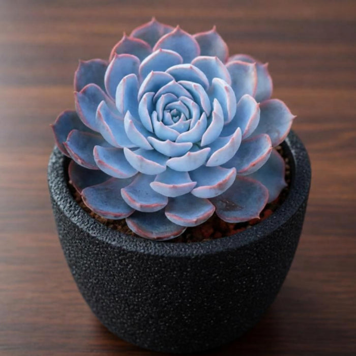 Echeveria runyonii Rose ex Walther