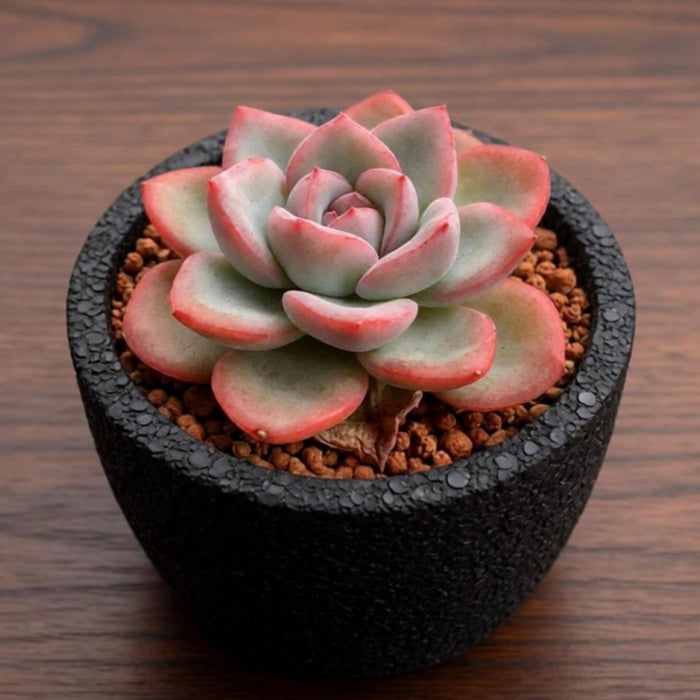 Echeveria Sensation (6 inch)