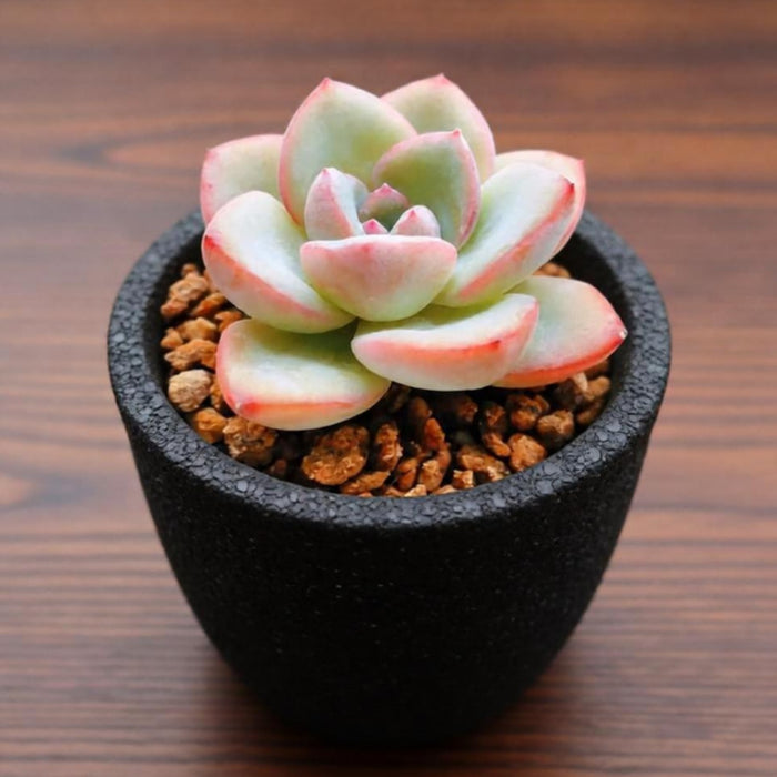Echeveria Sensation (6 inch)