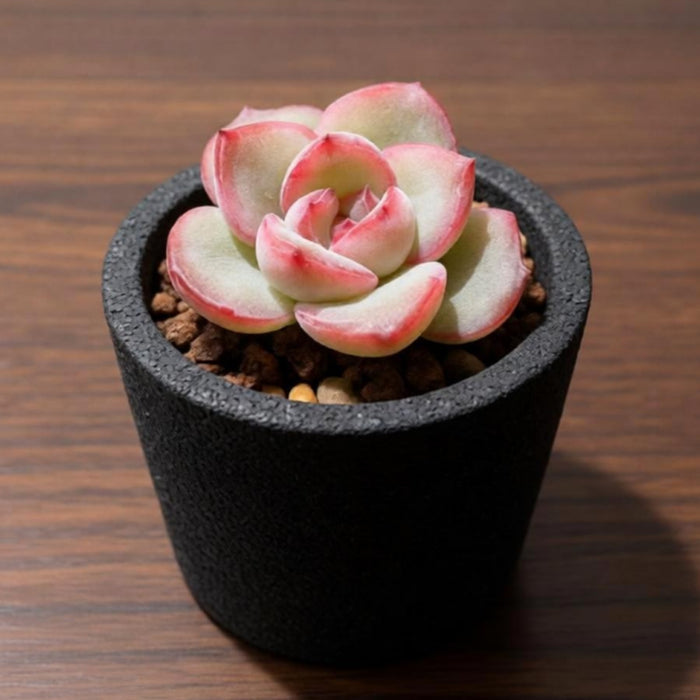 Echeveria Sensation