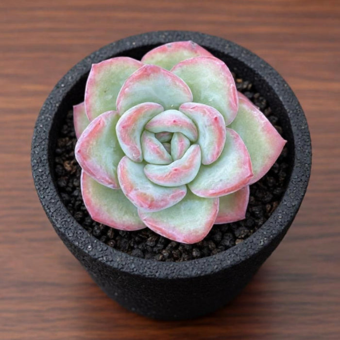Echeveria Sensation