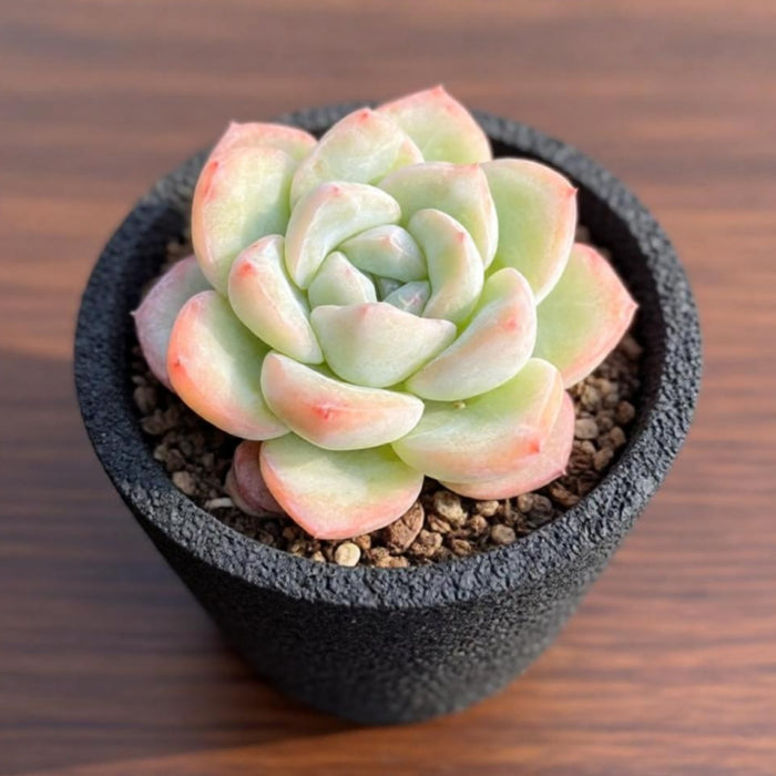 Echeveria Sensation