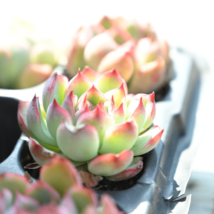 Echeveria 'Silhouette'