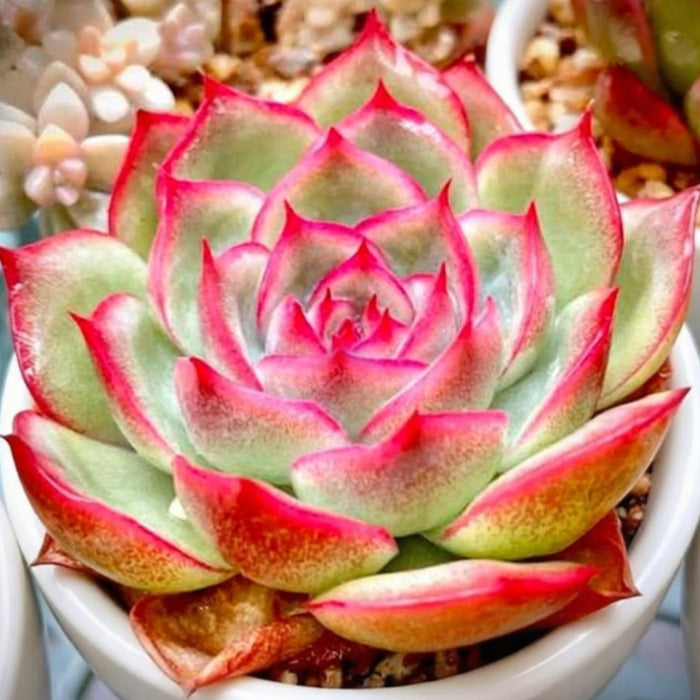 Echeveria 'Silhouette'