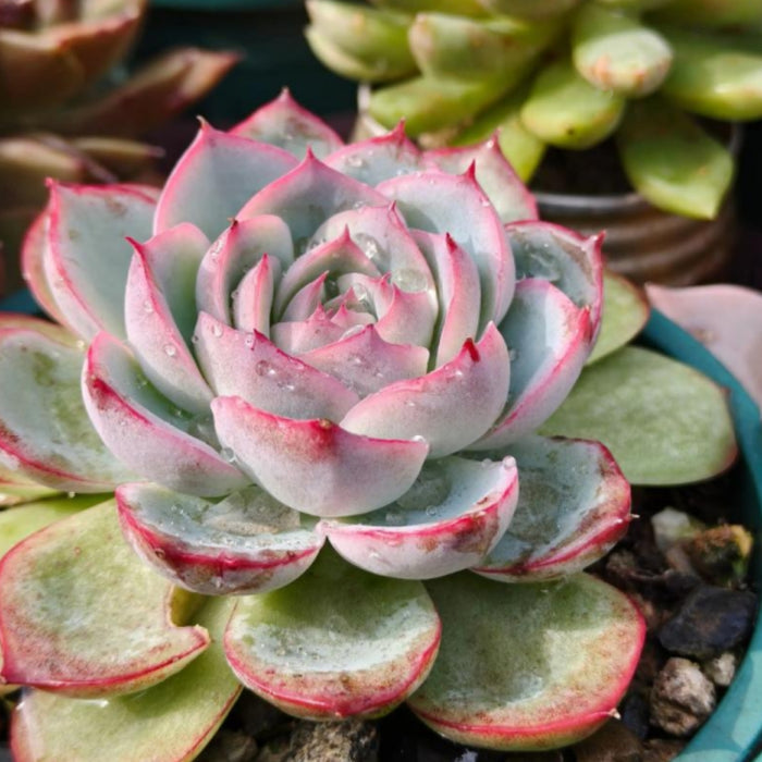 Echeveria 'Silhouette'