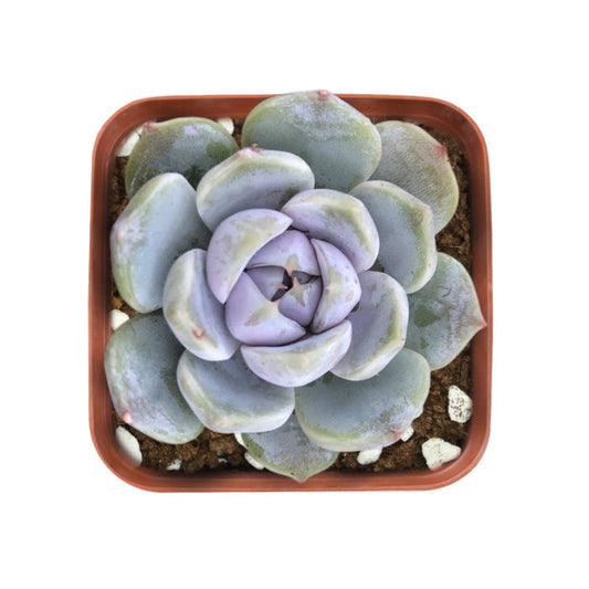 Echeveria 'Snow Bunny'