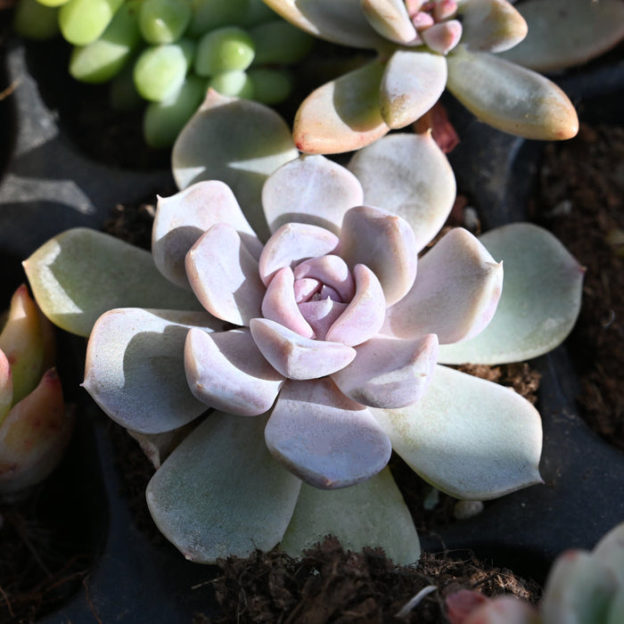 Echeveria 'Snow Bunny'
