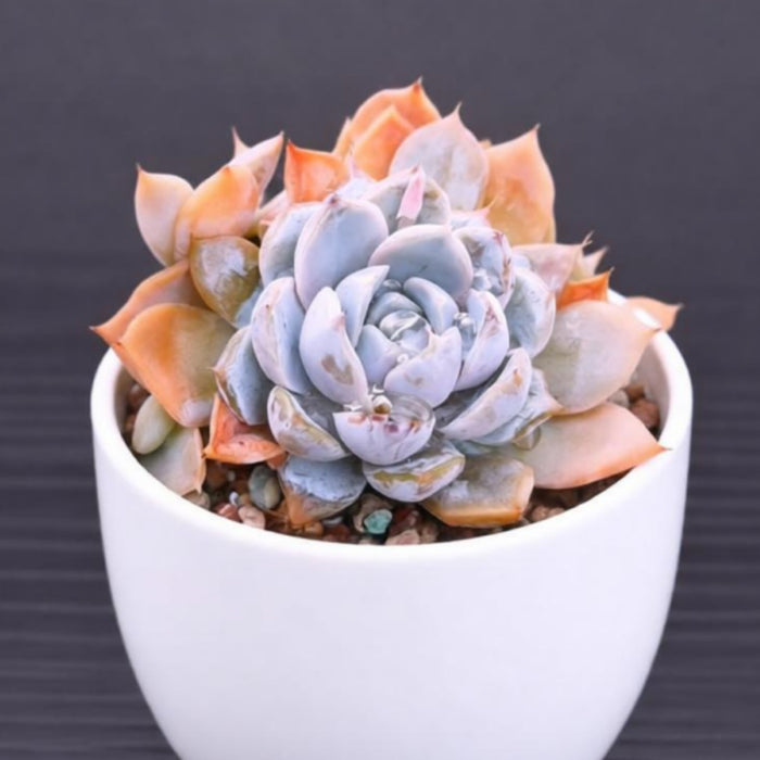 Echeveria 'Snow Bunny'