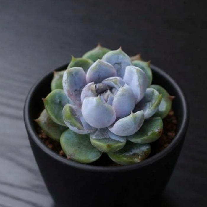 Echeveria 'Snow Bunny'