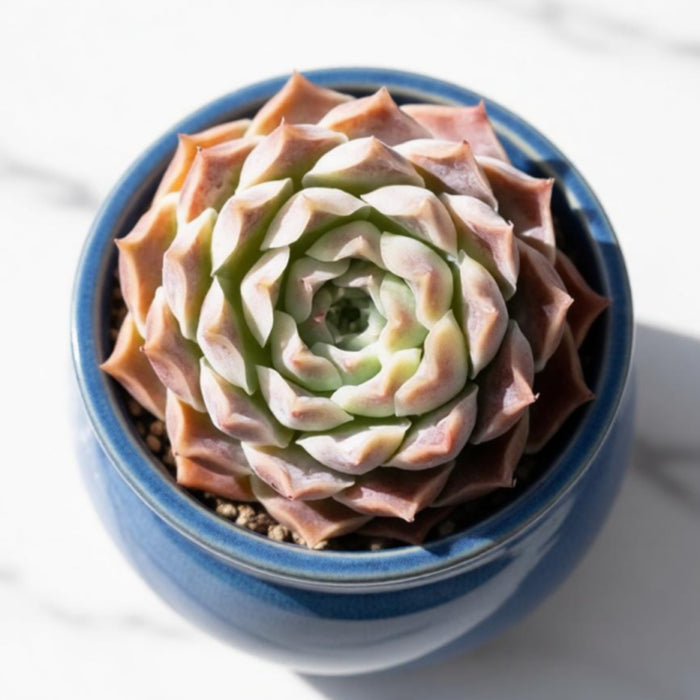 Echeveria sp. 'Gilo'