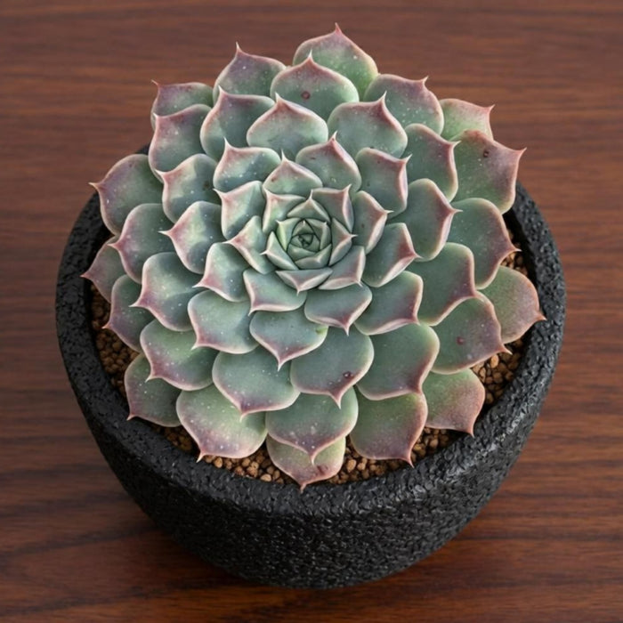 Echeveria sp. 'Gilo'