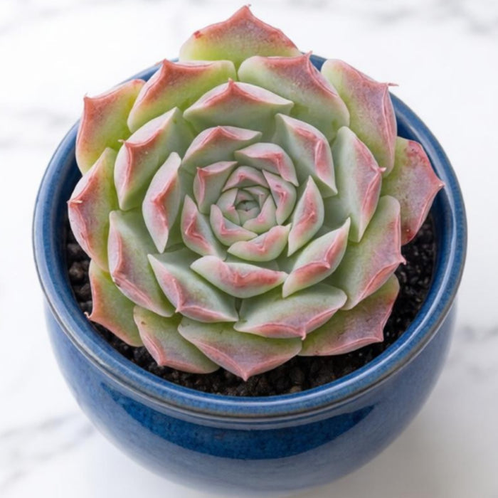 Echeveria sp. 'Gilo'