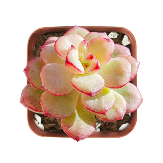 Echeveria 'Tango'