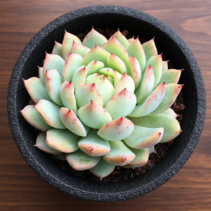 Echeveria Tippy (6 inch)