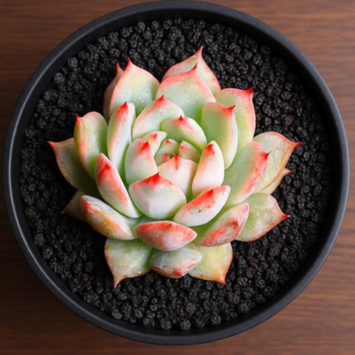Echeveria Tippy (6 inch)
