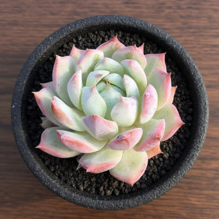 Echeveria Tippy (6 inch)