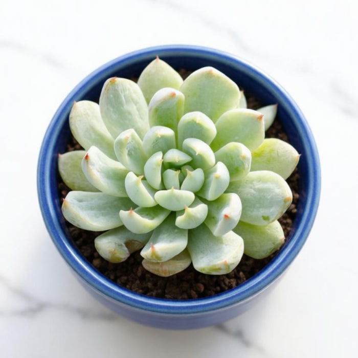 Echeveria White Line