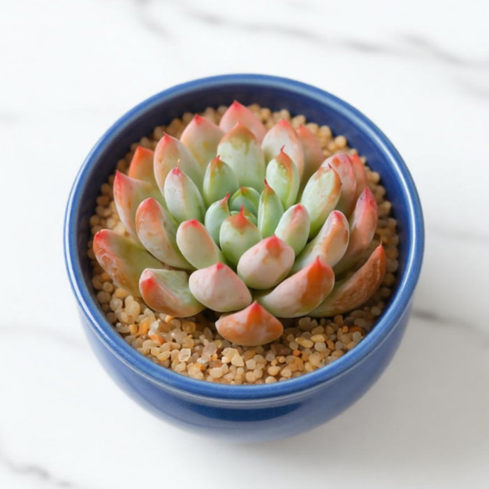Echeveria White Line