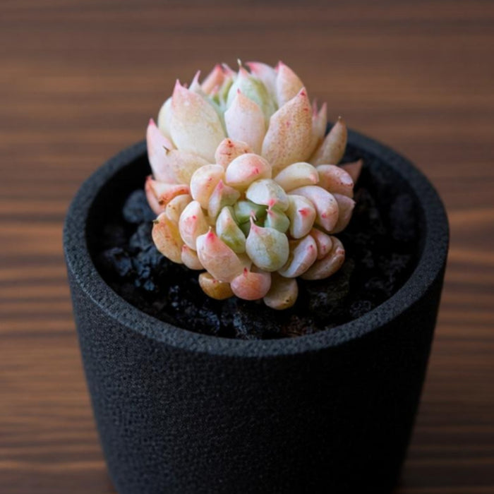 Echeveria White Line