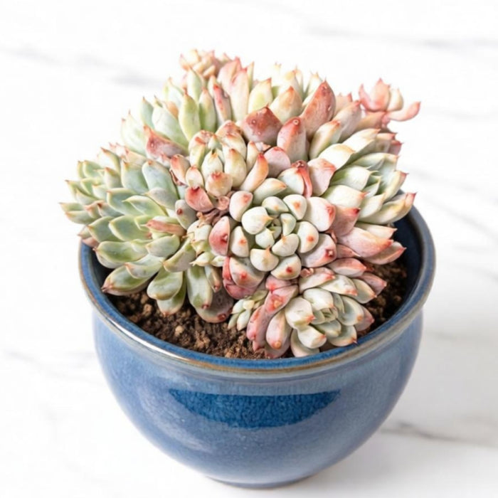 Echeveria White Line