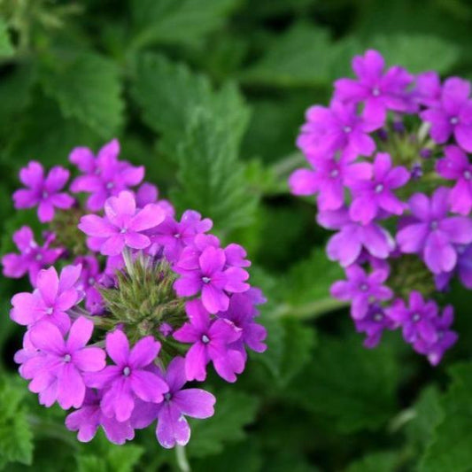 Pollinator friendly purple verbena attracting butterflies in a sunny garden bed
