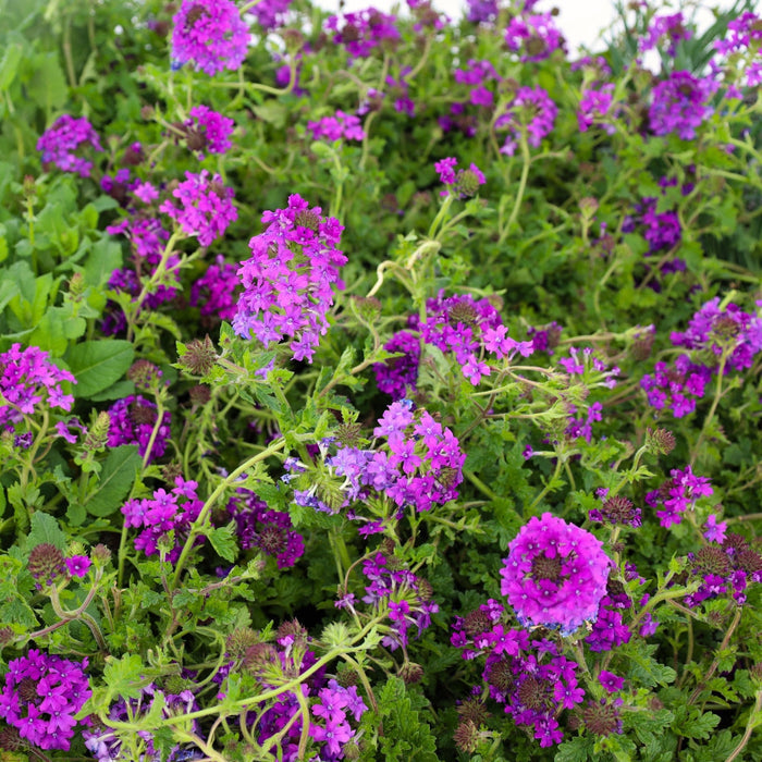 Close-up of Homestead Purple Verbena flowers blooming in full sun