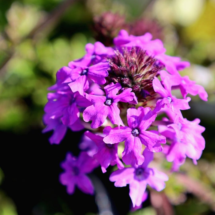 Homestead Purple Verbena spilling from a hanging basket with long-blooming purple flowers