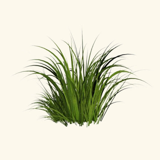 Khus Flavor Oil