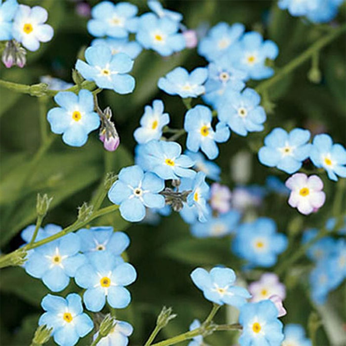 Lovebom (Forget-Me-Not) Seedbom