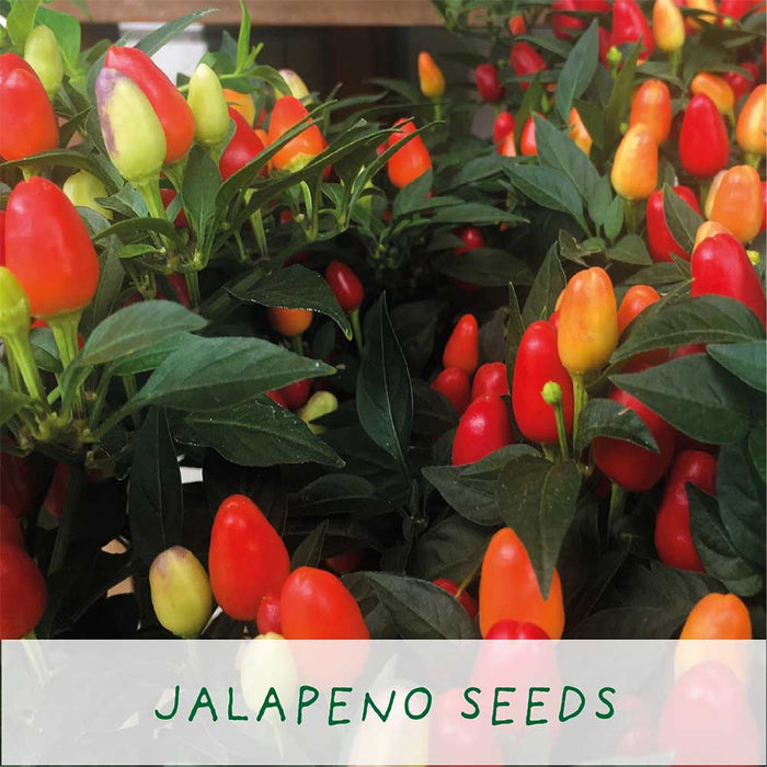 Number One Dad Chilli Growing Kit by The Plant Gift Co. &Keep
