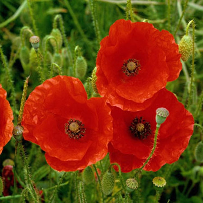 Poppy Peacebom Seedbom