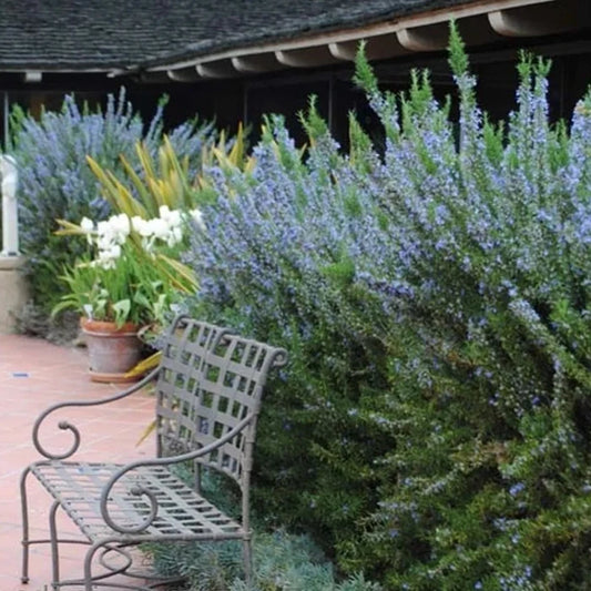 Tuscan Blue rosemary with blue flowers in a sunny Mediterranean-style border