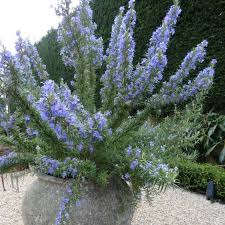 Rosemary Tuscan Blue