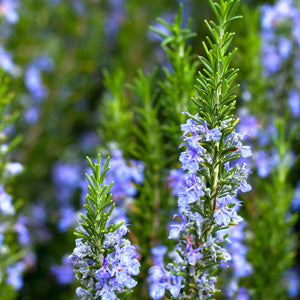 Close-up of Rosemary Tuscan Blue fragrant needle-like foliage ready for culinary harvest