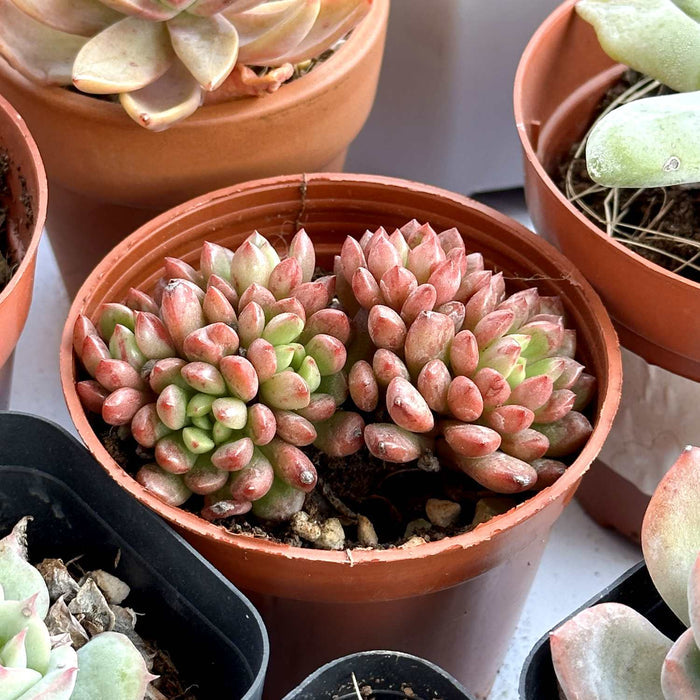 Sedeveria Pink Ruby