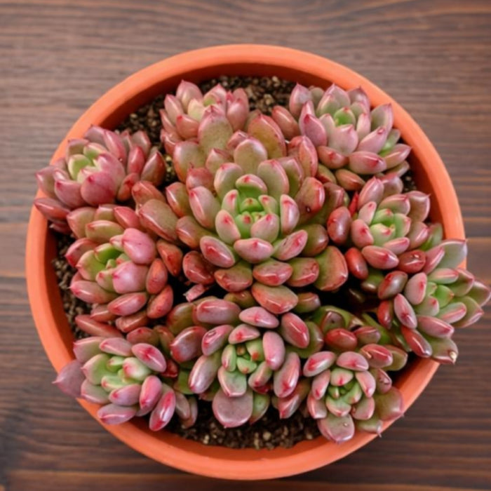 Sedeveria Pink Ruby