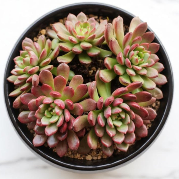 Sedeveria Pink Ruby