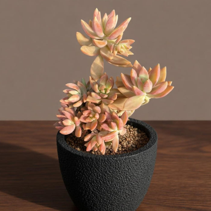 Sedum Adolphi (Golden Sedum)