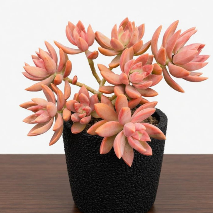 Sedum Adolphi (Golden Sedum)