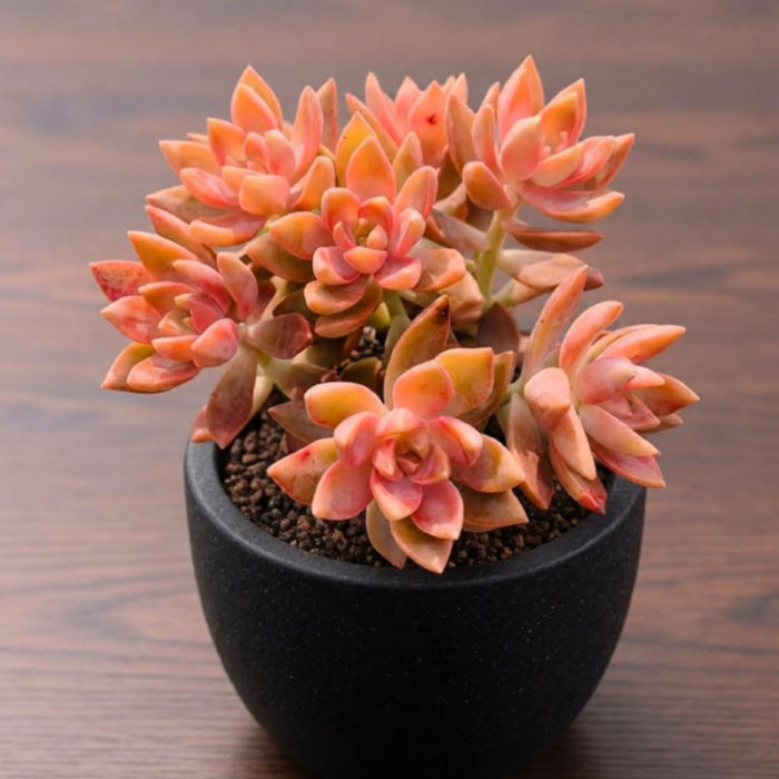 Sedum Adolphi (Golden Sedum)