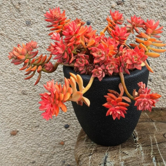 Sedum Adolphi (Golden Sedum)