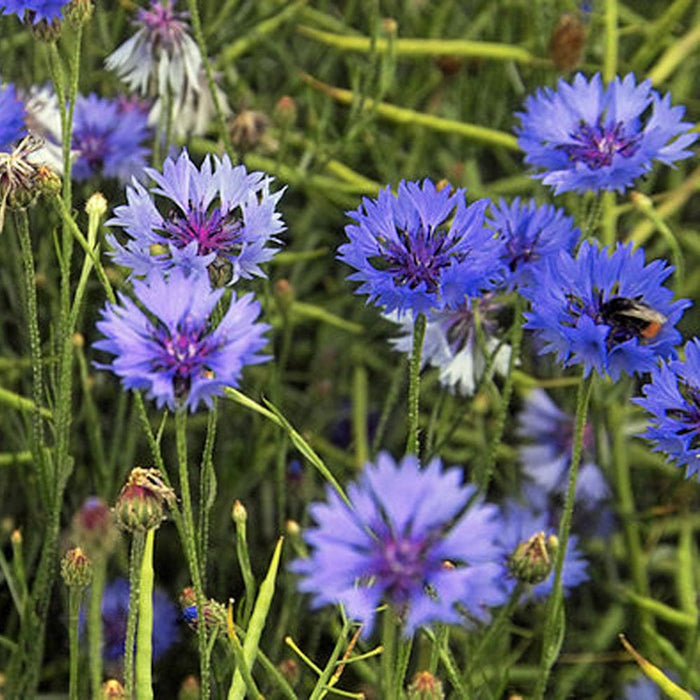 Seedball Wildflower Grab Bag - Annuals Mix