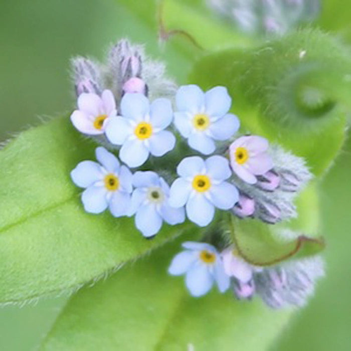 Seedball Wildflower Grab Bag - Butterfly Mix &Keep