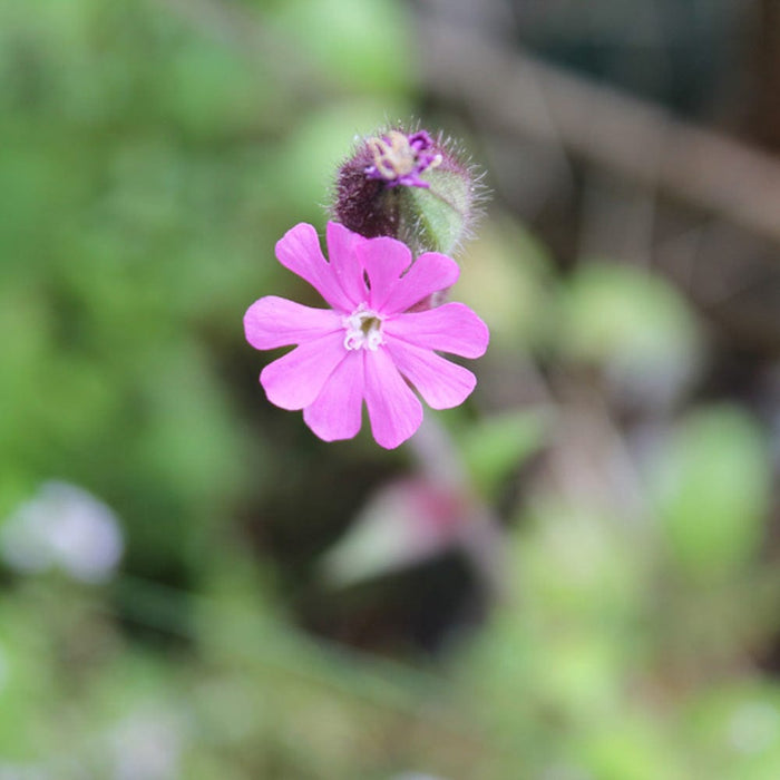 Seedball Wildflower Grab Bag - Butterfly Mix &Keep