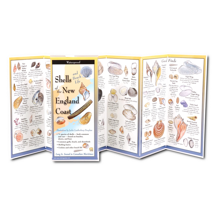 Shells and Beach Life of New England - Folding Guide