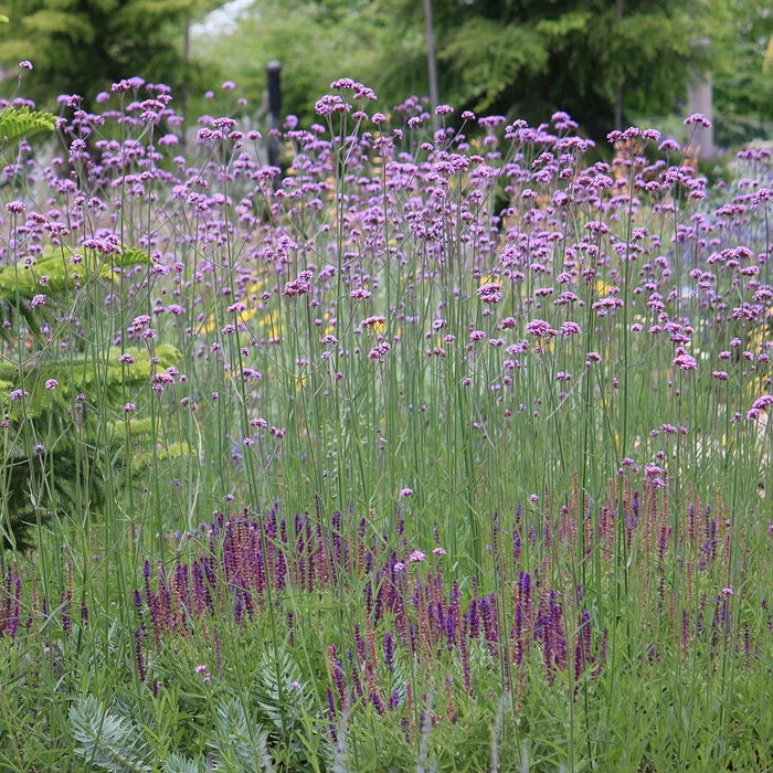 Tall Verbena Verbena bonariensis with airy purple flower clusters blooming above a sunny pollinator garden