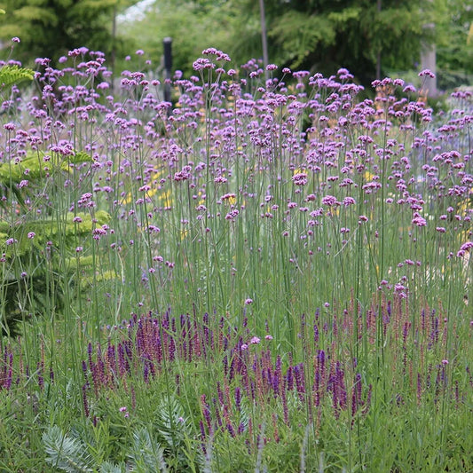 Tall Verbena Verbena bonariensis with airy purple flower clusters blooming above a sunny pollinator garden