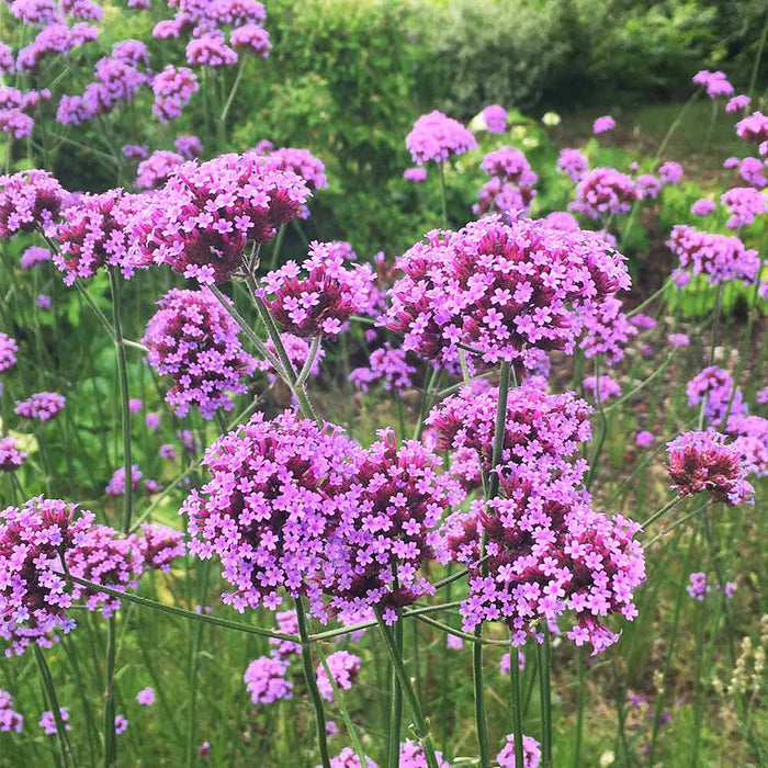 Verbena bonariensis blooming from summer into fall in a pollinator garden