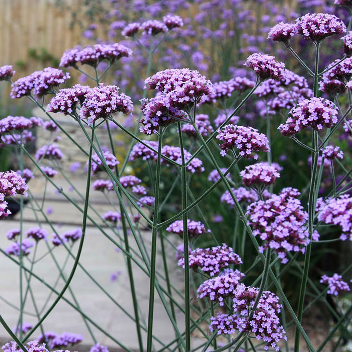 Purpletop Verbena with slender branching stems creating an airy cottage garden effect