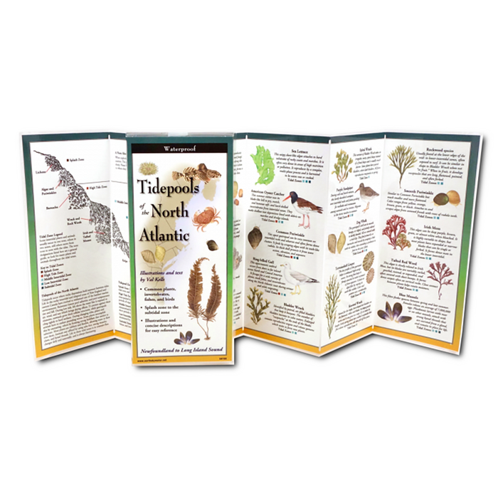 Tidepools of the North Atlantic - Folding Guide
